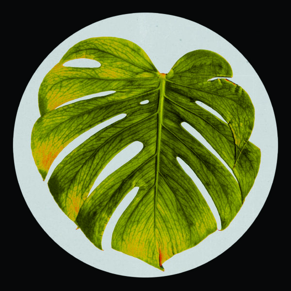 Samuel Jabba & Cabanelas - The Monstera E.P. - Image 2