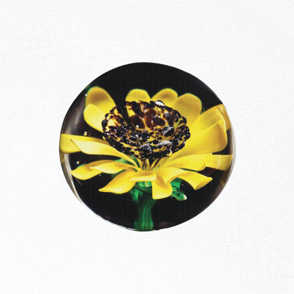 Sunflower Aquarium - Untitled - Image 4