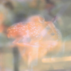 pondlicker - Soft Focus